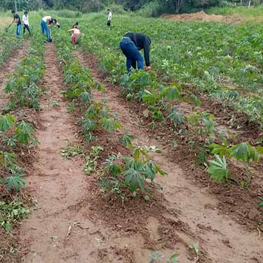Producción Agropecuaria